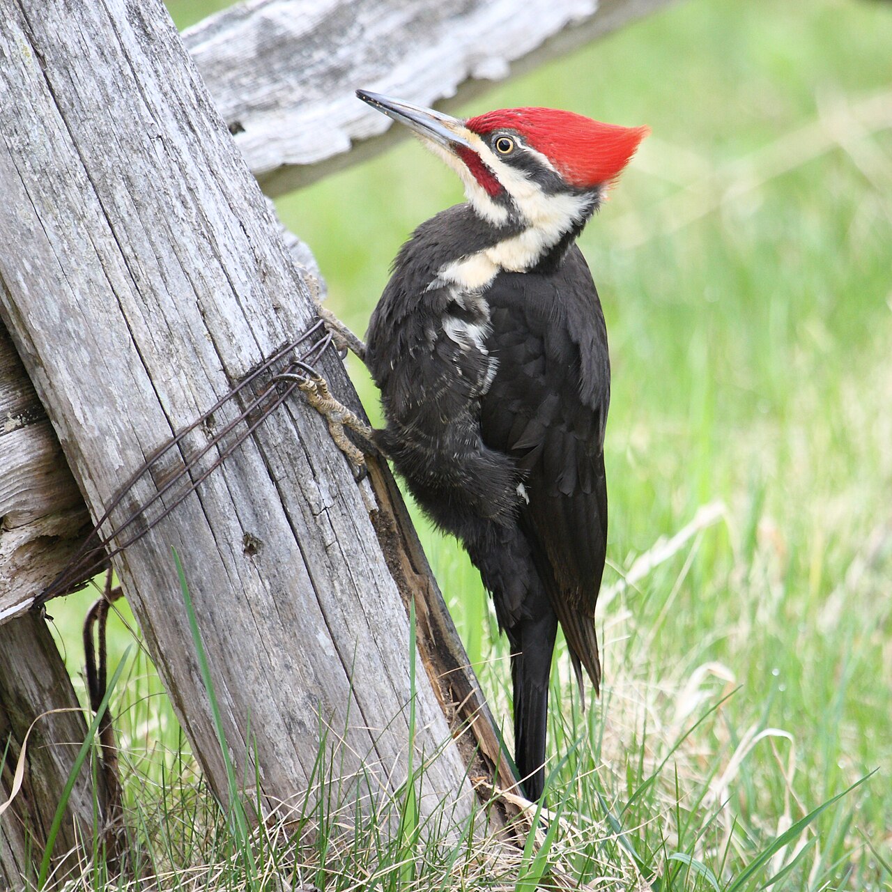 Backyard Birds That Eat Ants