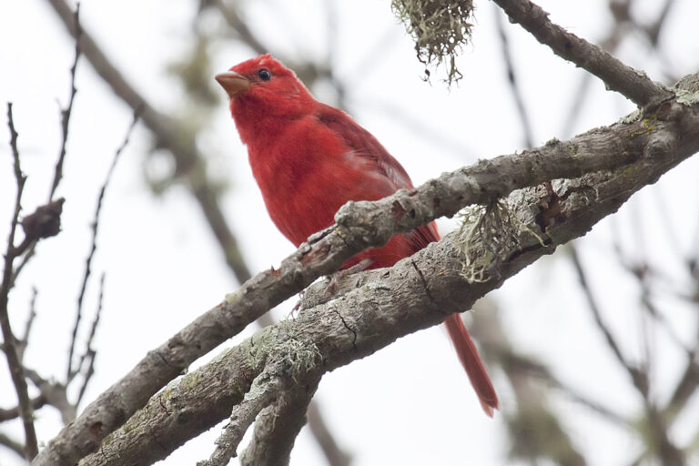 Birds That Eat Bees: Which Species Hunt Them and Why