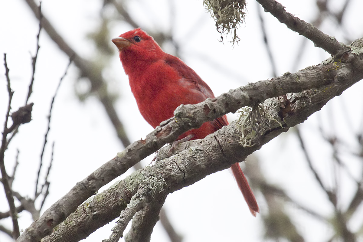 Birds That Eat Bees: Which Species Hunt Them and Why