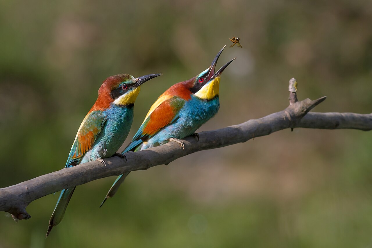 Are There Bee-Eaters in the United States?