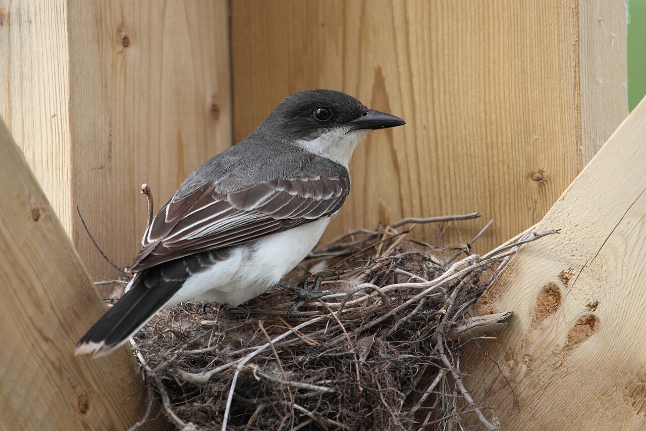 Woodpeckers, Kingbirds, and Other US Bee Predators