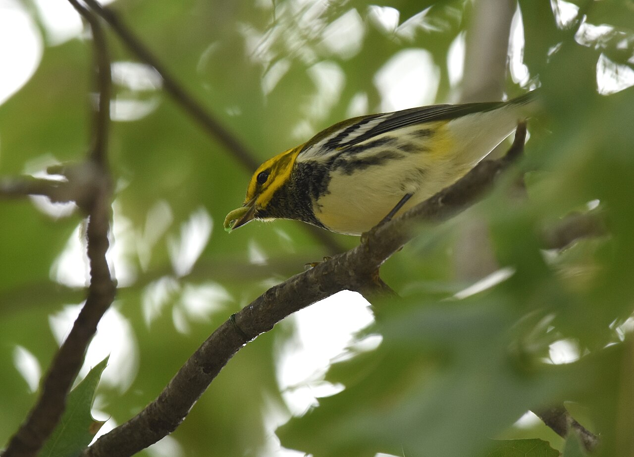 Birds That Eat Caterpillars: Why Your Garden Needs Both