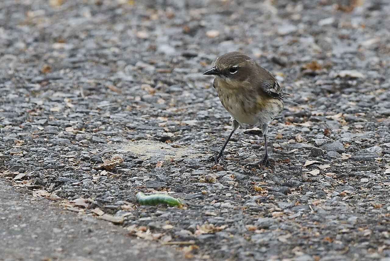 Which Caterpillars Do Birds Avoid?