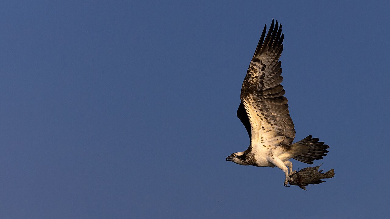 Birds That Eat Fish: Every Fishing Method Explained