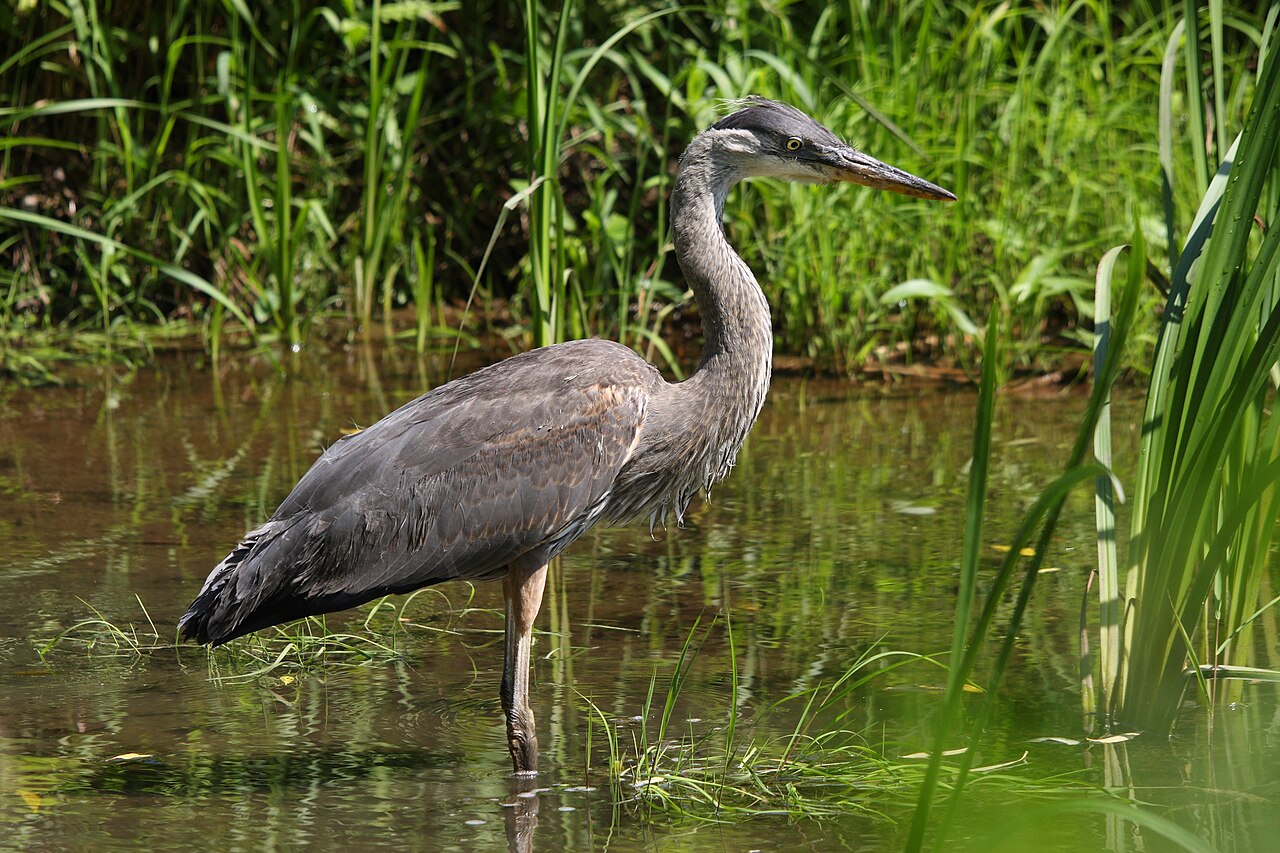 Herons and Egrets: Ambush Hunters