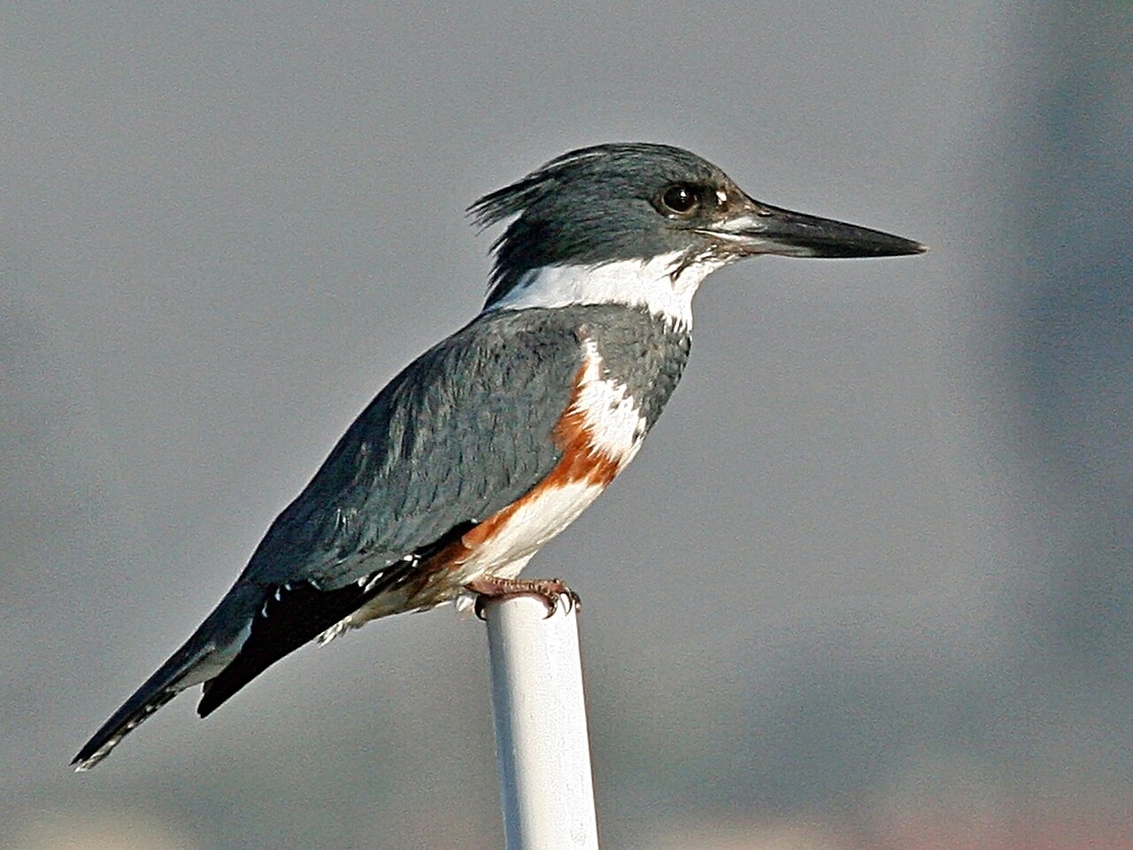 Kingfishers: Precision Plunge Divers