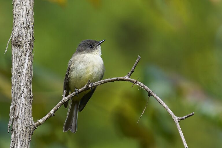 Birds That Eat Flies: Which Species and How to Attract Them