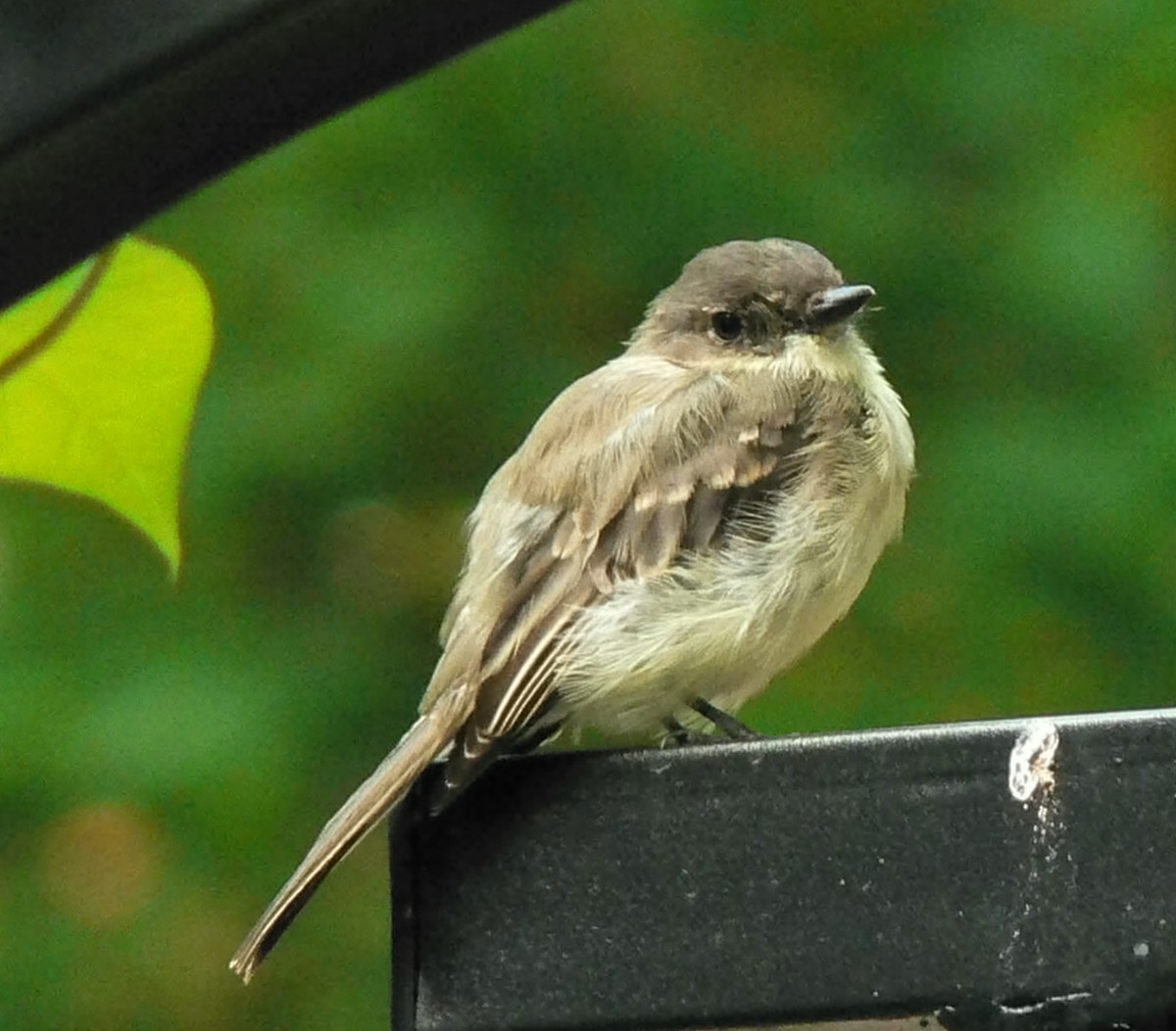 How Many Flies Can a Bird Eat?