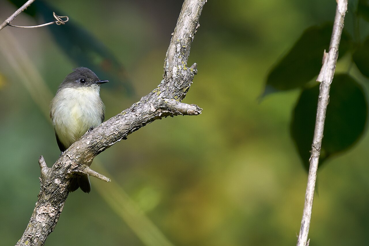 Do Birds Actually Control Fly Populations?