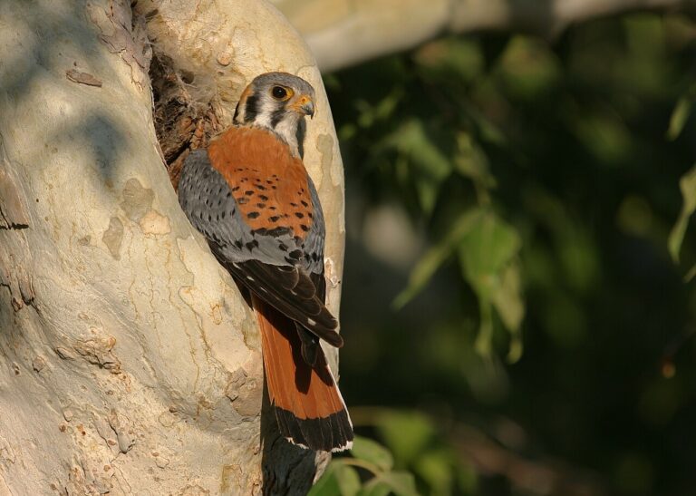 Birds That Eat Grasshoppers: Natural Pest Control