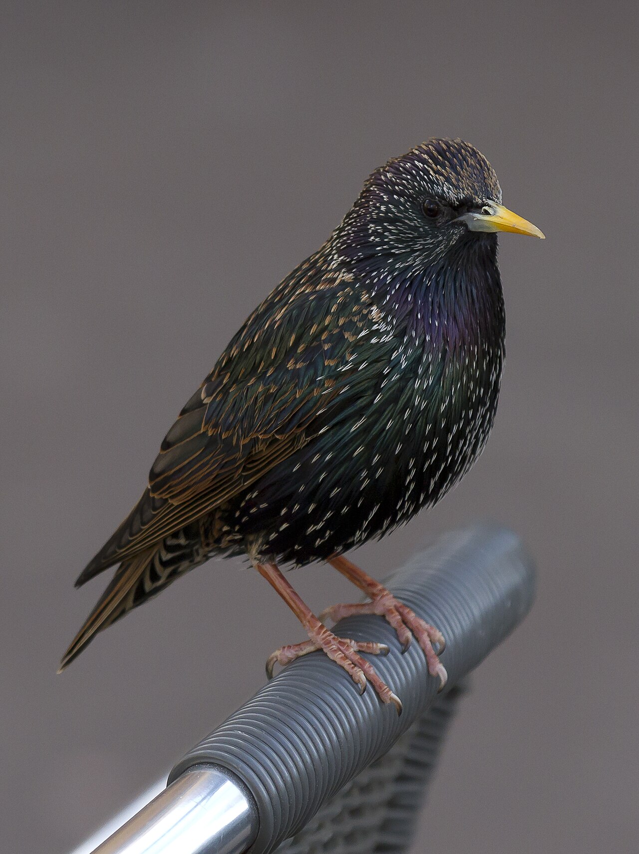 Which Birds Eat the Grubs?