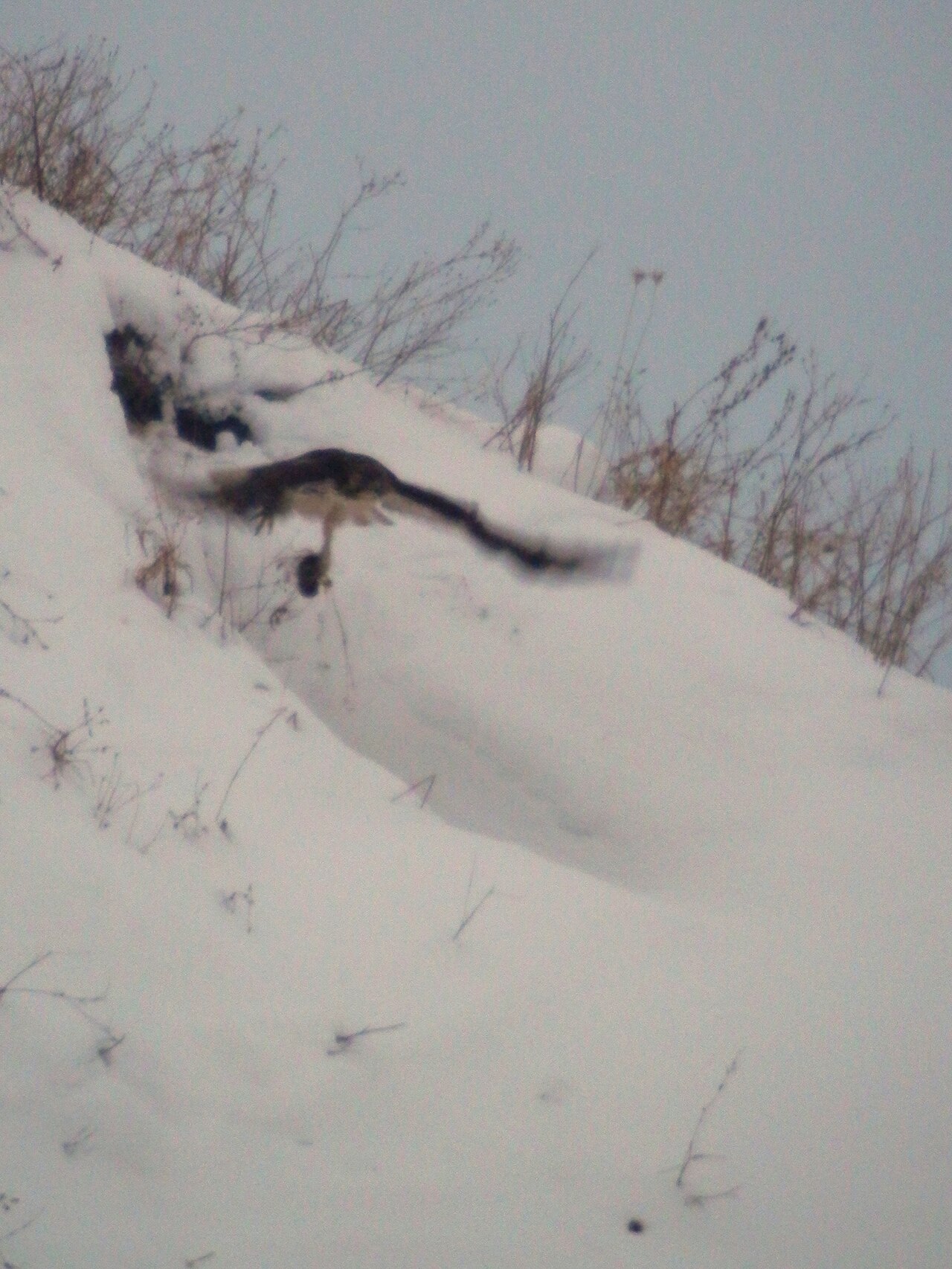 Birds That Eat Mice: The Rodent Hunters That Actually Work