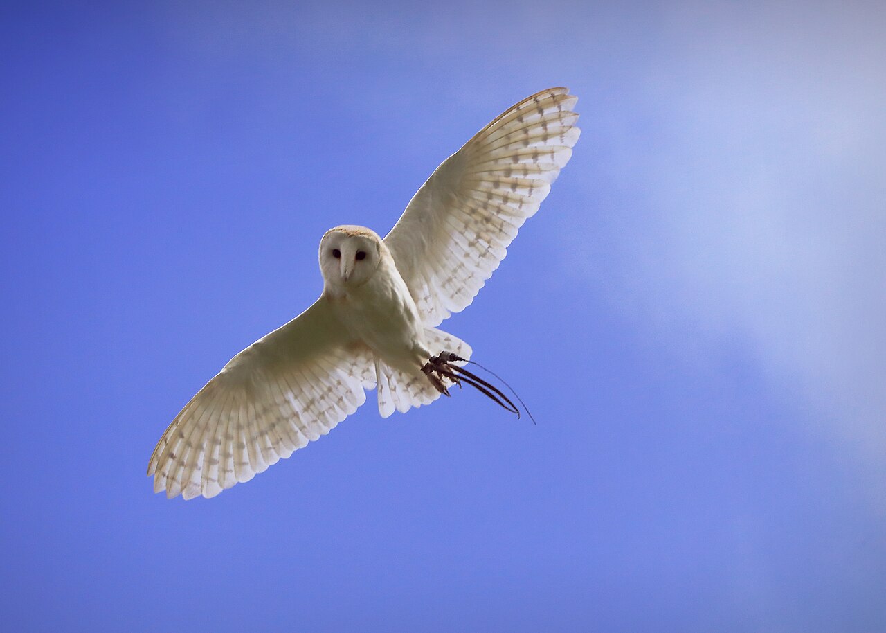 Owls: The Most Efficient Mouse Hunters