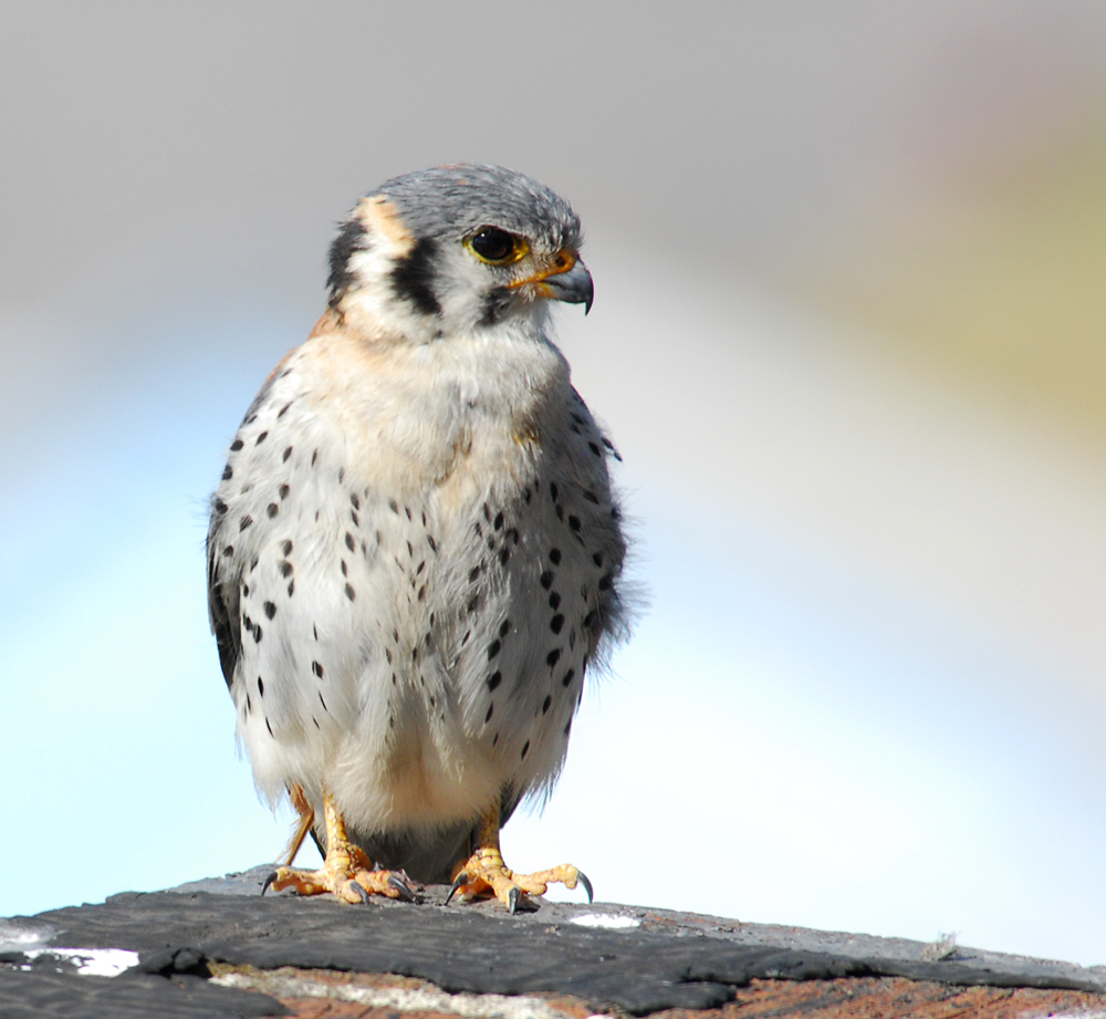 Hawks and Falcons