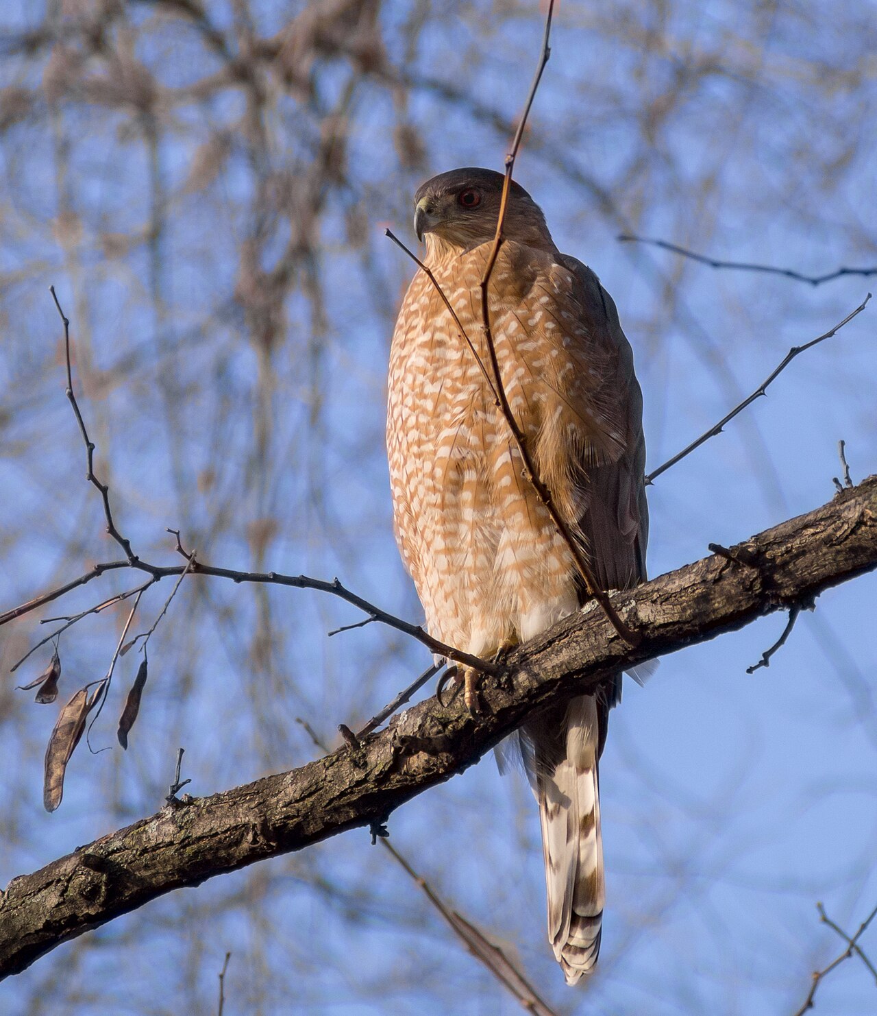 Birds That Eat Other Birds: Every Predator Explained