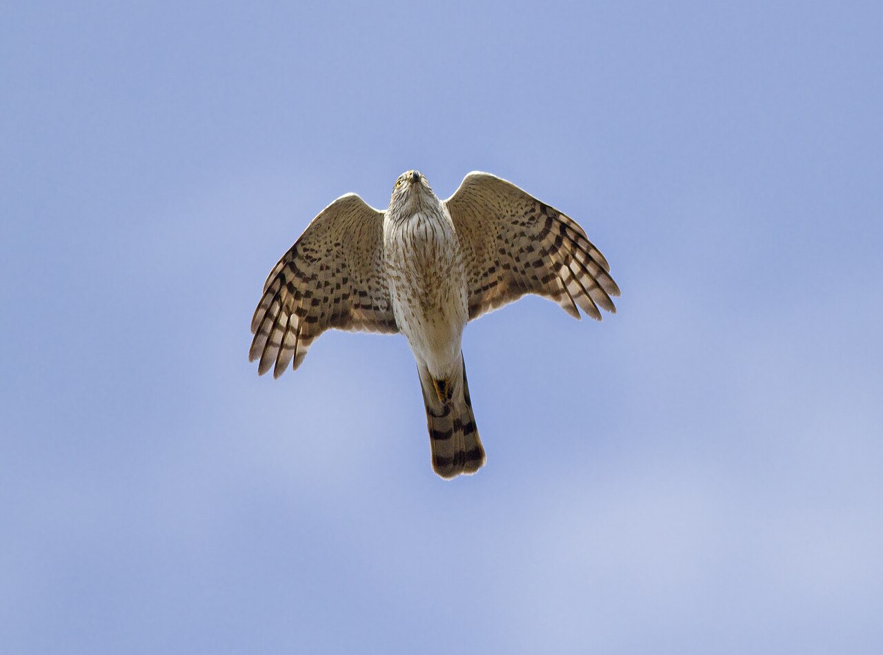 Accipiters: The Feeder Specialists