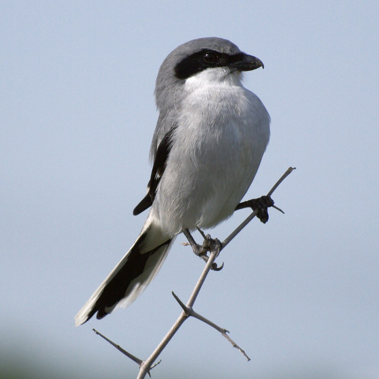 Shrikes: The Songbird That Kills Songbirds