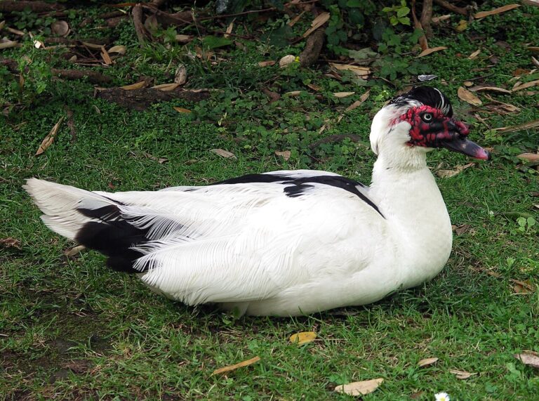 Birds That Eat Slugs: Which Ones Actually Help