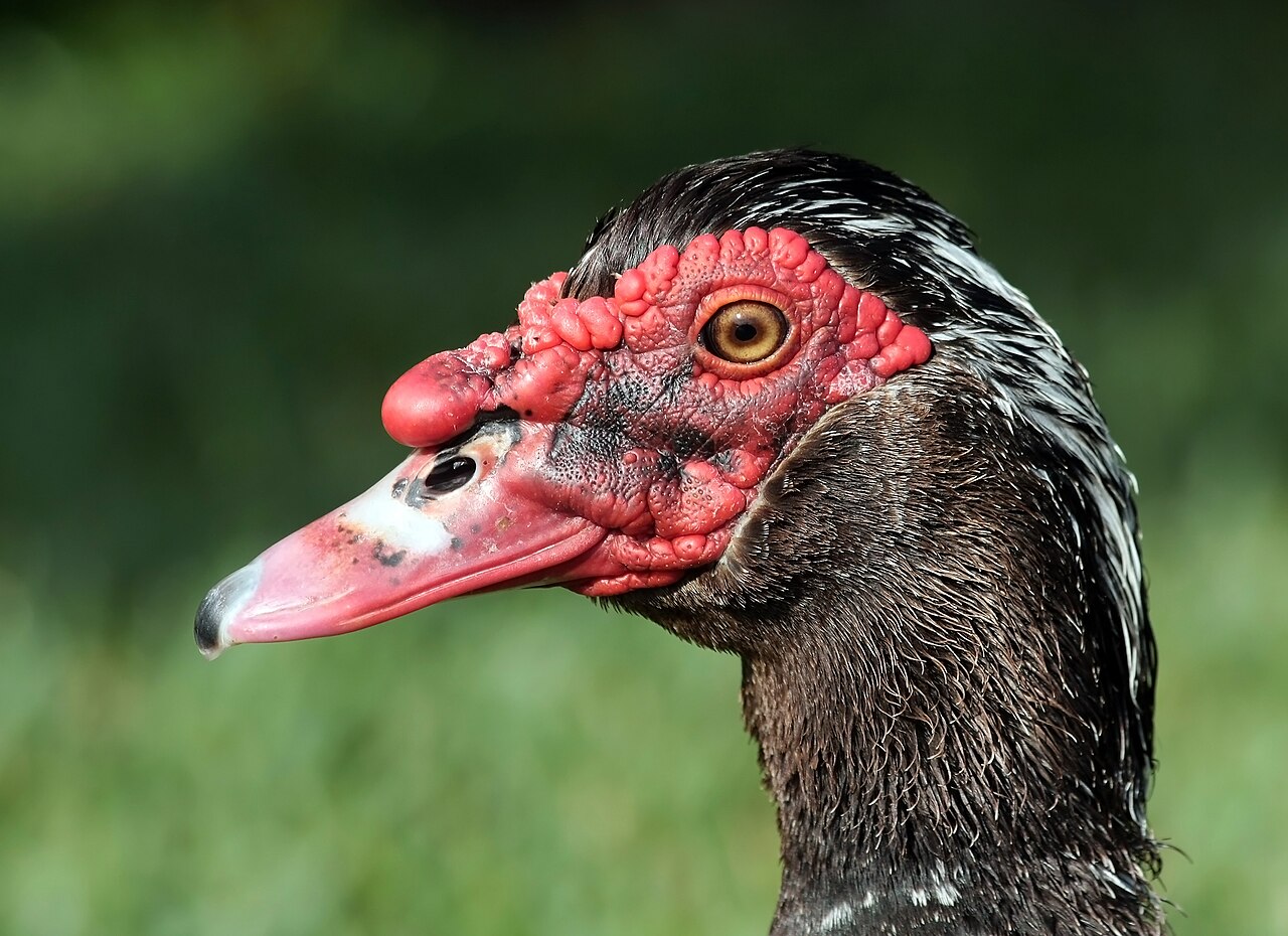 How Do Birds Deal With the Slime?