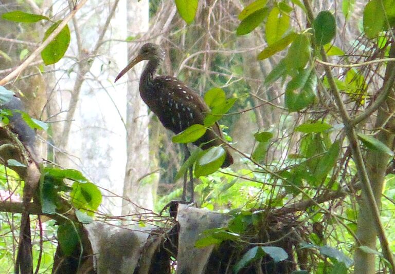 Birds That Eat Snails: Species and Shell-Cracking Methods