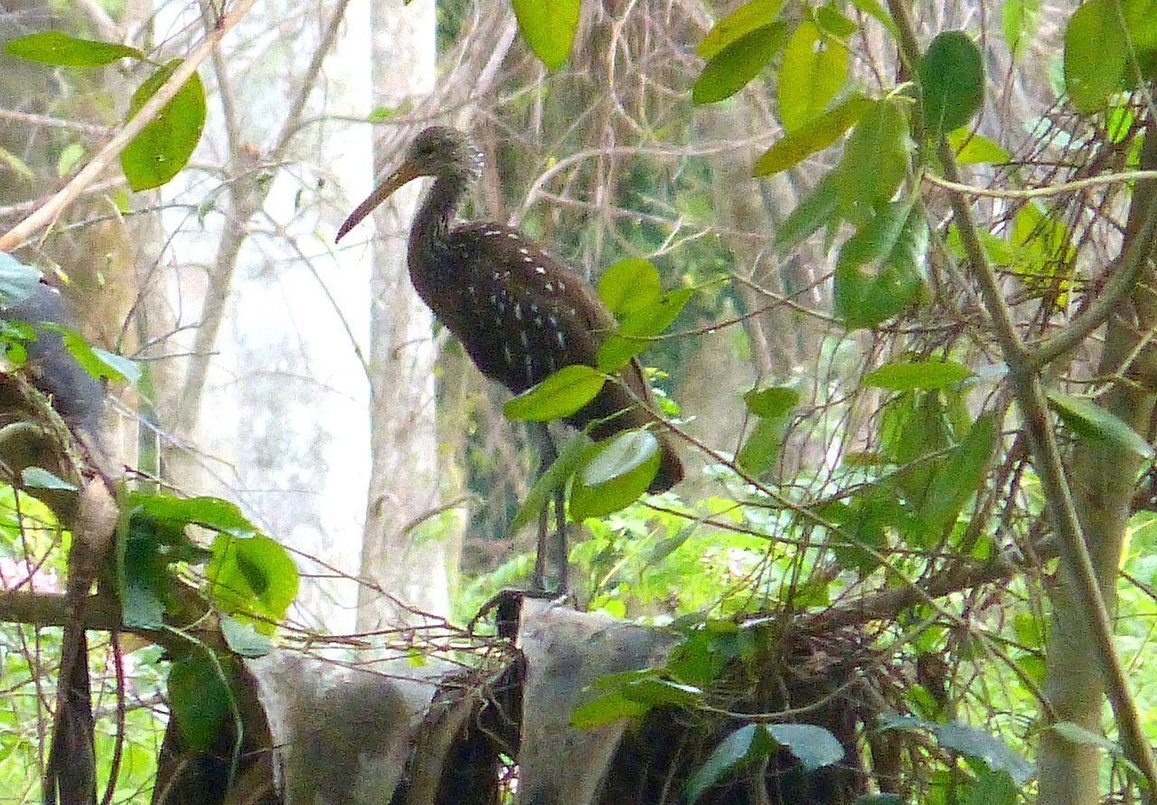 Birds That Eat Snails: Species and Shell-Cracking Methods