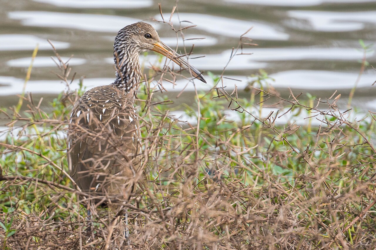 How Do Birds Crack Snail Shells?
