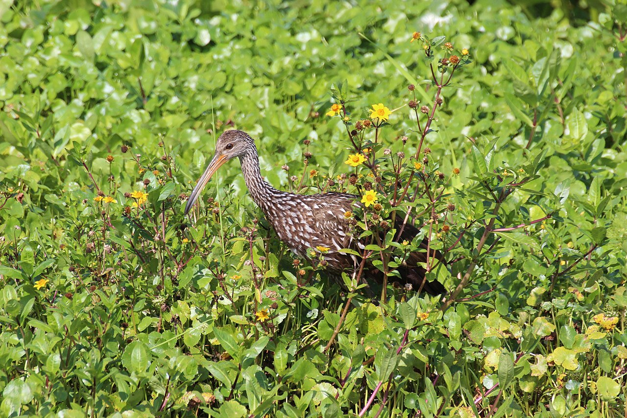 Which Birds Are Snail Specialists?