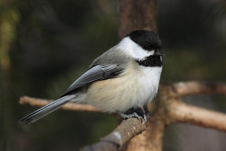 Birds That Eat Spiders and Why It Matters for Nestlings