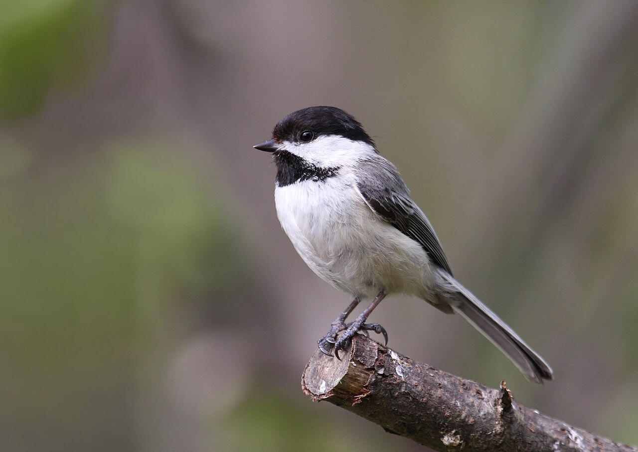 Do Birds Eat Spider Egg Sacs?