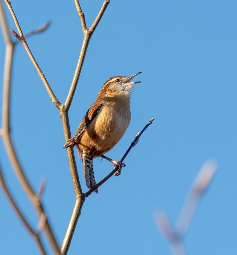 Birds That Eat Stink Bugs: Which Species Actually Help