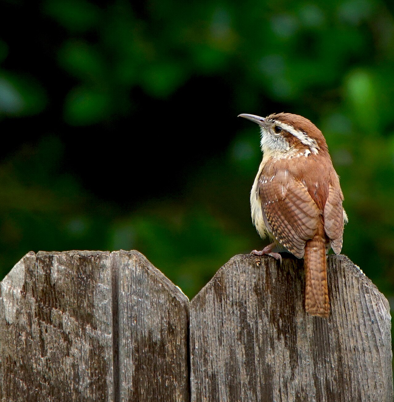 Why Do Most Birds Avoid Them?