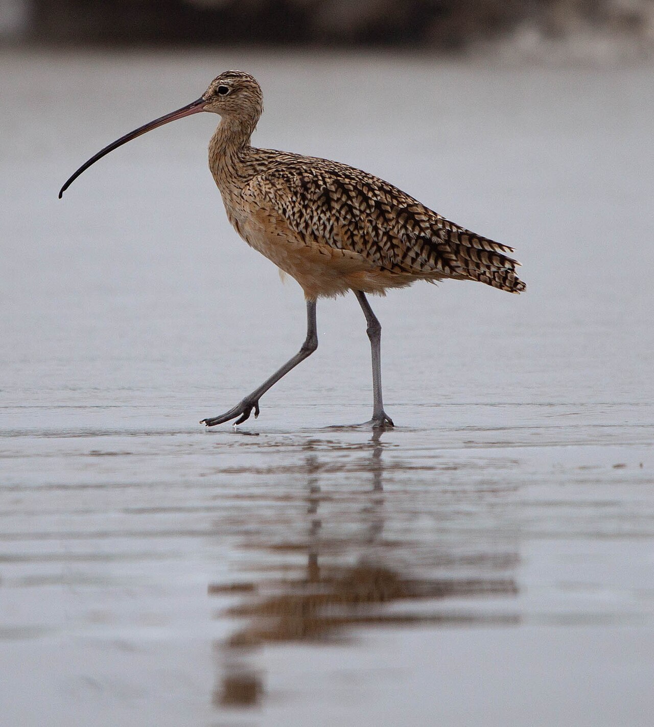 Long-Billed Curlew
