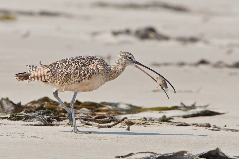 Birds with Long Beaks: Species Identification Guide