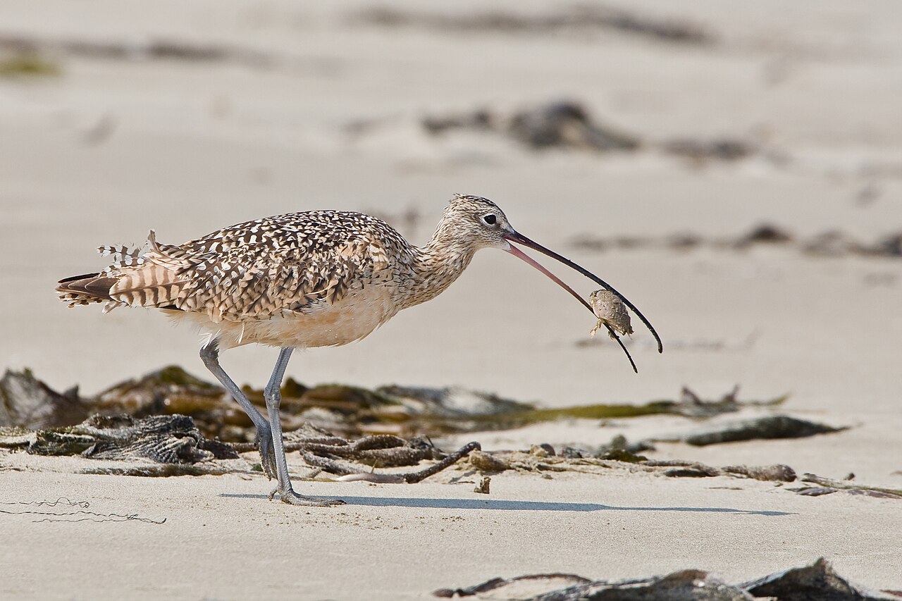 Birds with Long Beaks: Species Identification Guide