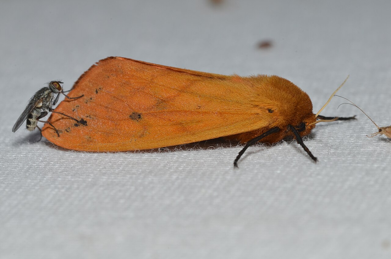 Woolly Bear Caterpillar (Pyrrharctia isabella)