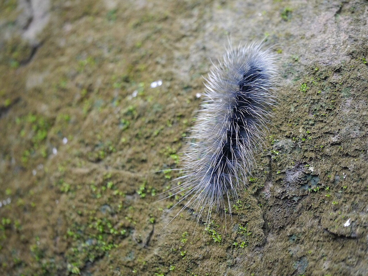 Milkweed Tussock Caterpillar (Euchaetes egle)