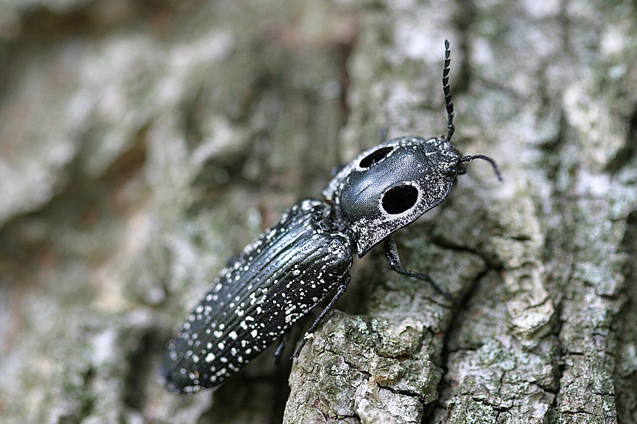 Black and White Beetle: 3 Species and What to Do About Each