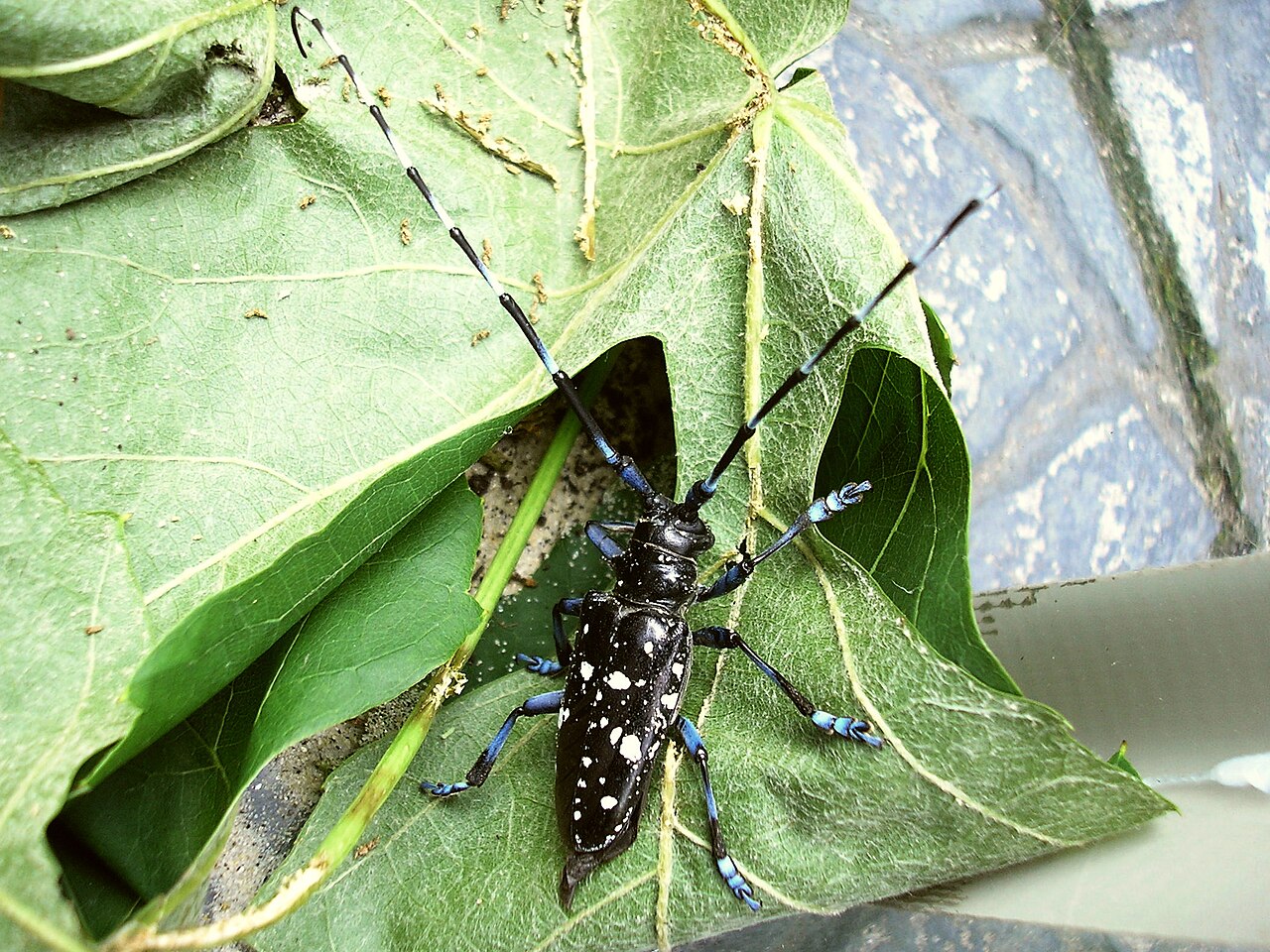 Eastern Eyed Click Beetle (Alaus oculatus)
