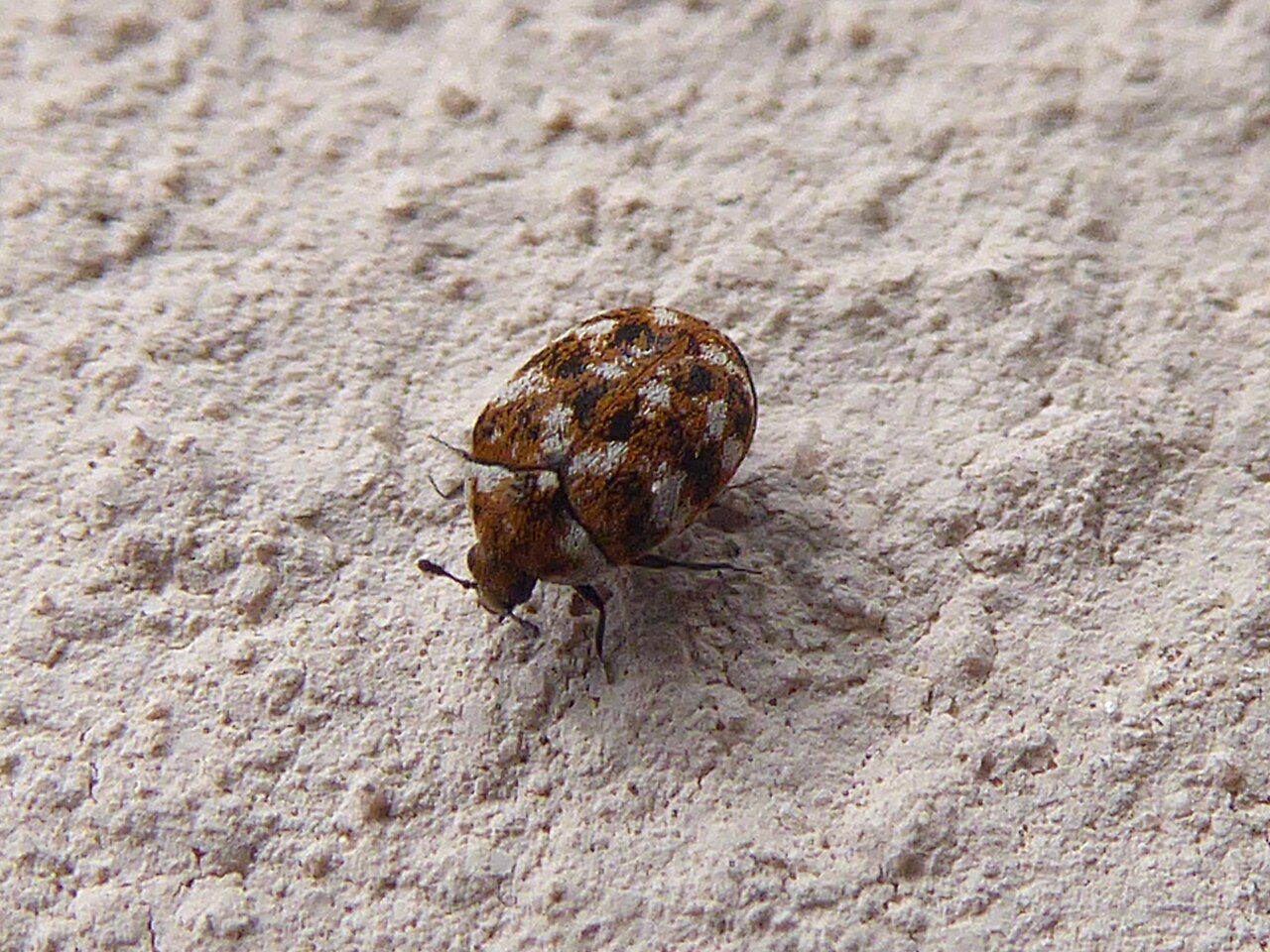 Asian Longhorned Beetle (Anoplophora glabripennis)