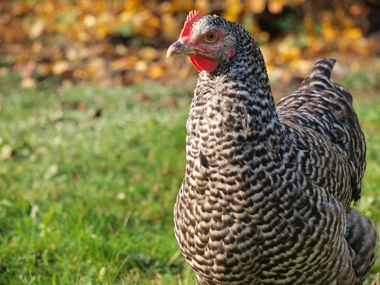 Black and White Chicken Breeds: ID and Egg Output