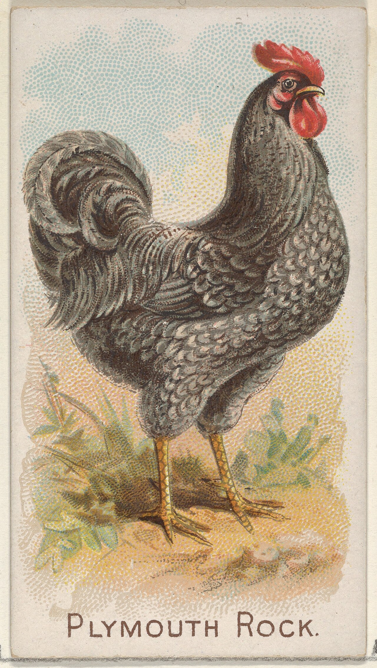 Barred Rock or Dominique?