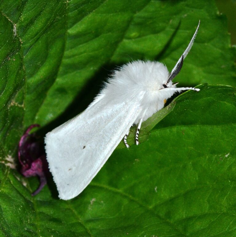 Black and White Moth: 4 Species Found in US Yards