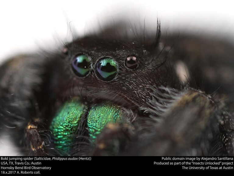 Black and White Spider: Identification and Whether It Bites