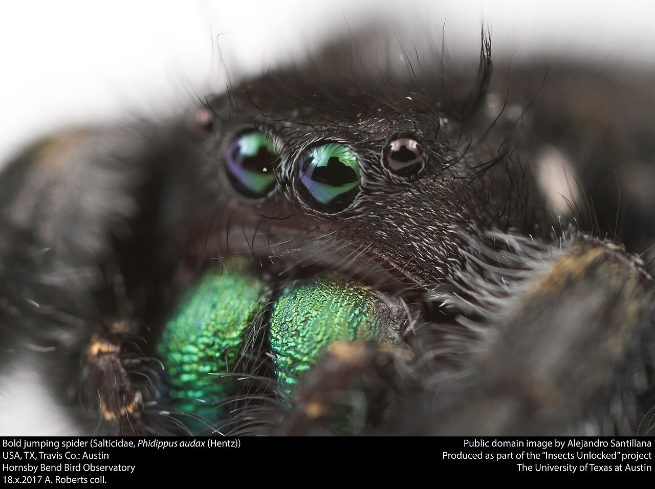 Bold Jumping Spider: The Most Common One