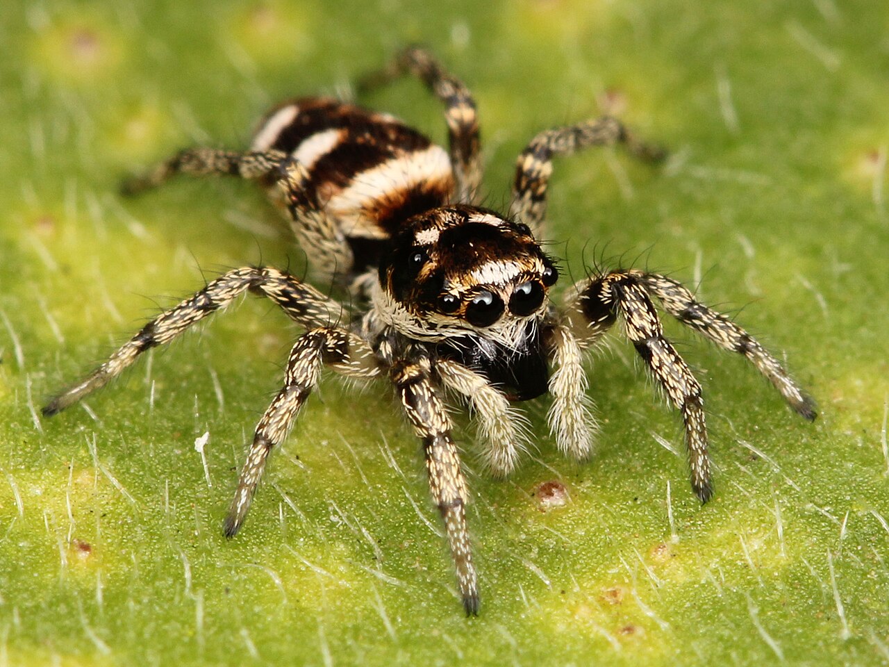 Zebra Jumping Spider: The Small Striped One on Walls