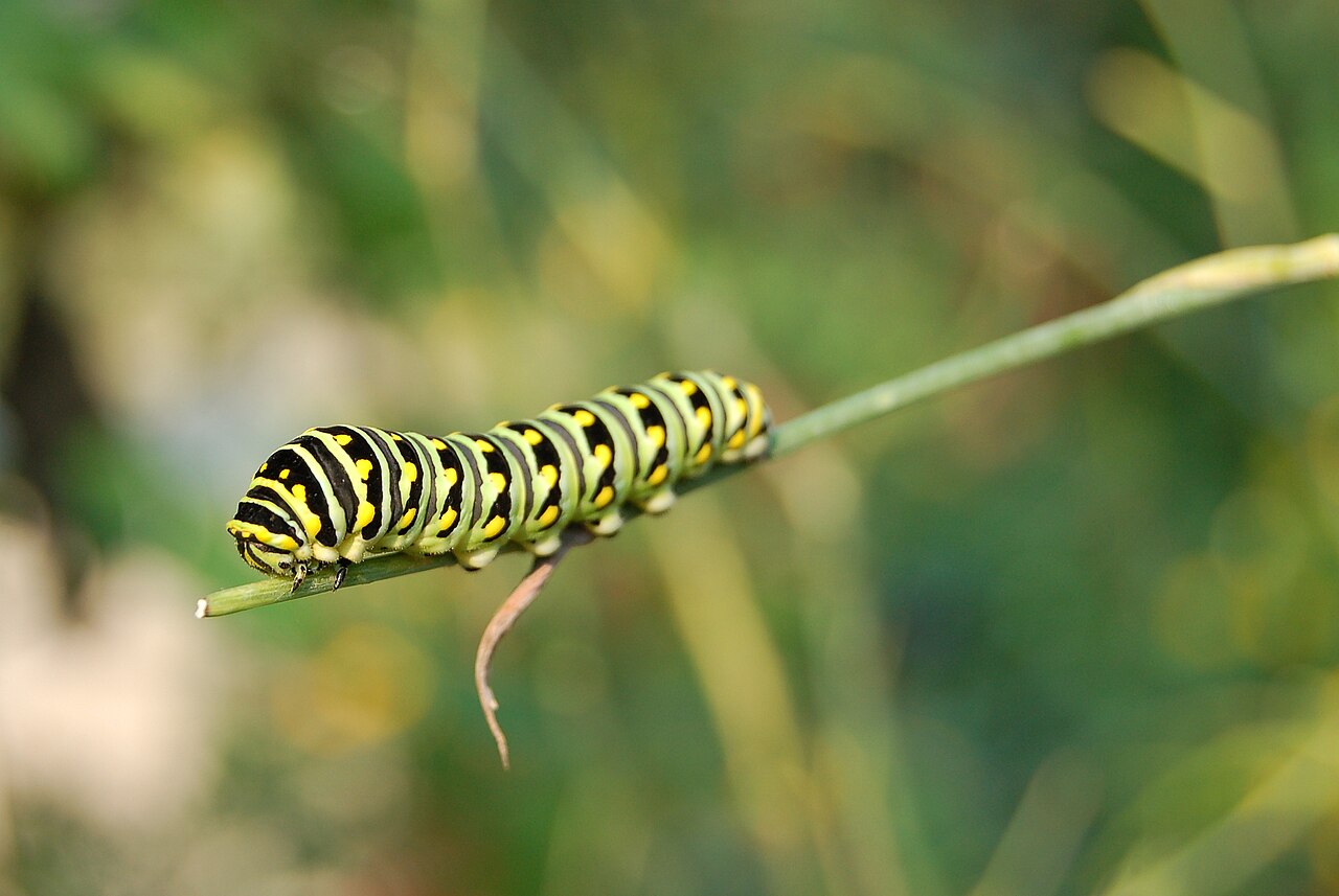 Black and Yellow Caterpillar: Species Identification Guide