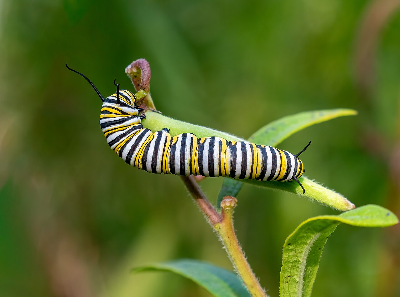 Black Swallowtail Caterpillar