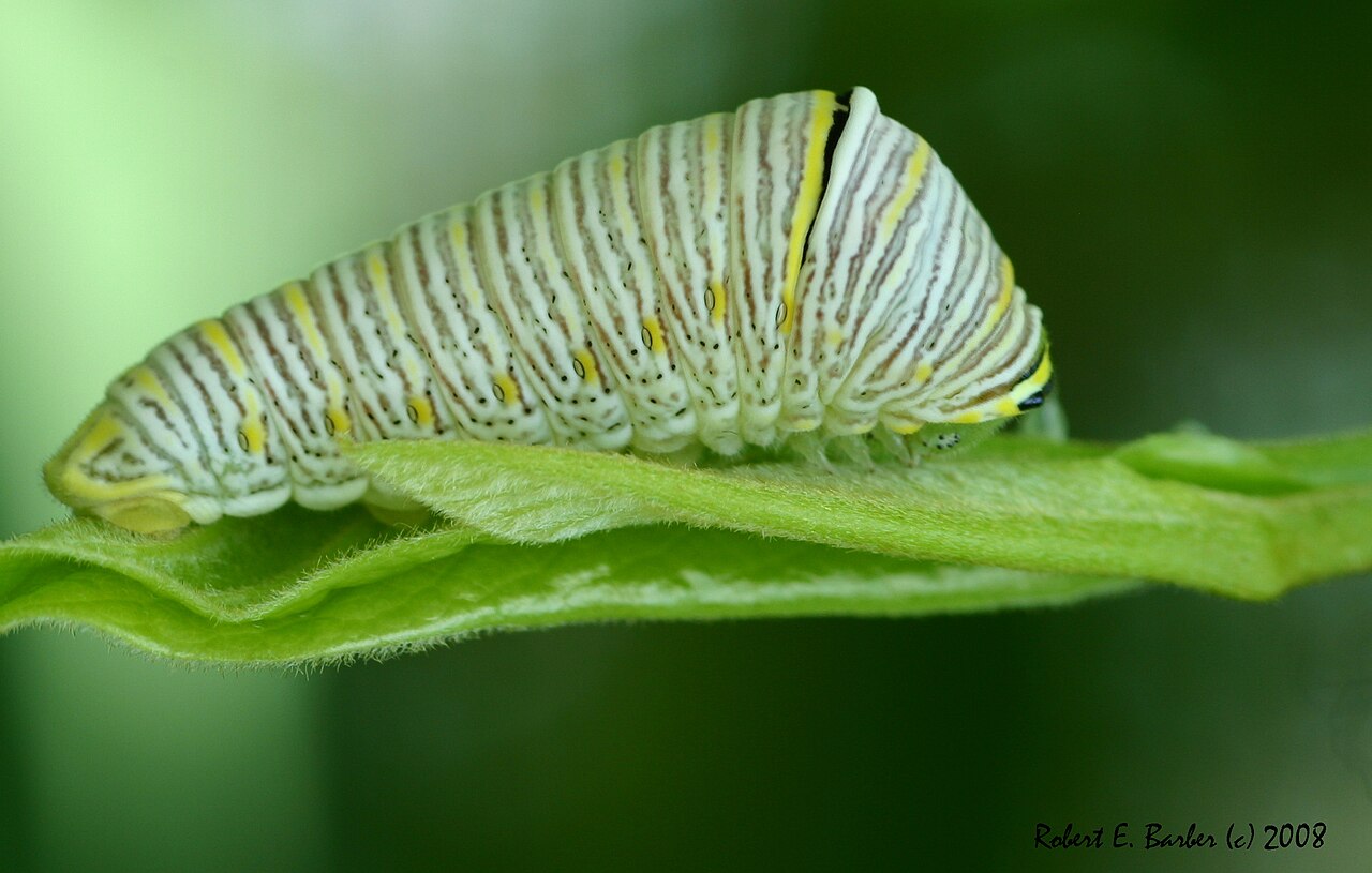 Monarch Caterpillar