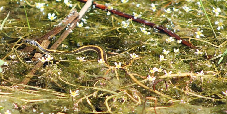 Black and Yellow Snake: Species Identification Guide