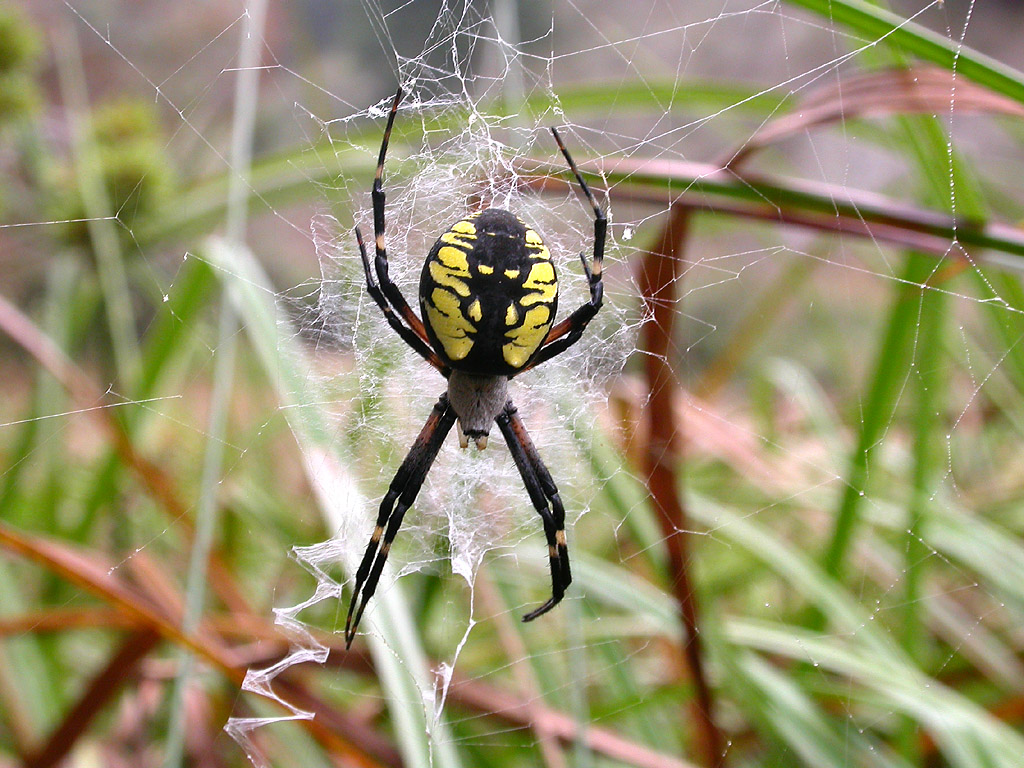 Black and Yellow Spider: What It Is and Whether It Is Dangerous